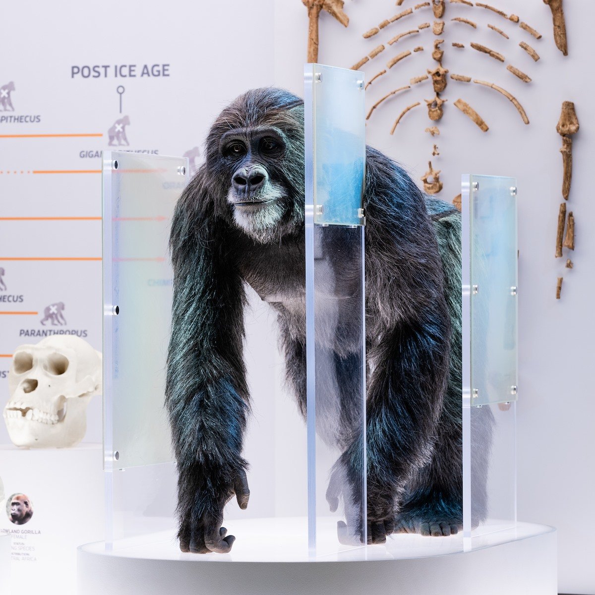 New Ape Exhibit