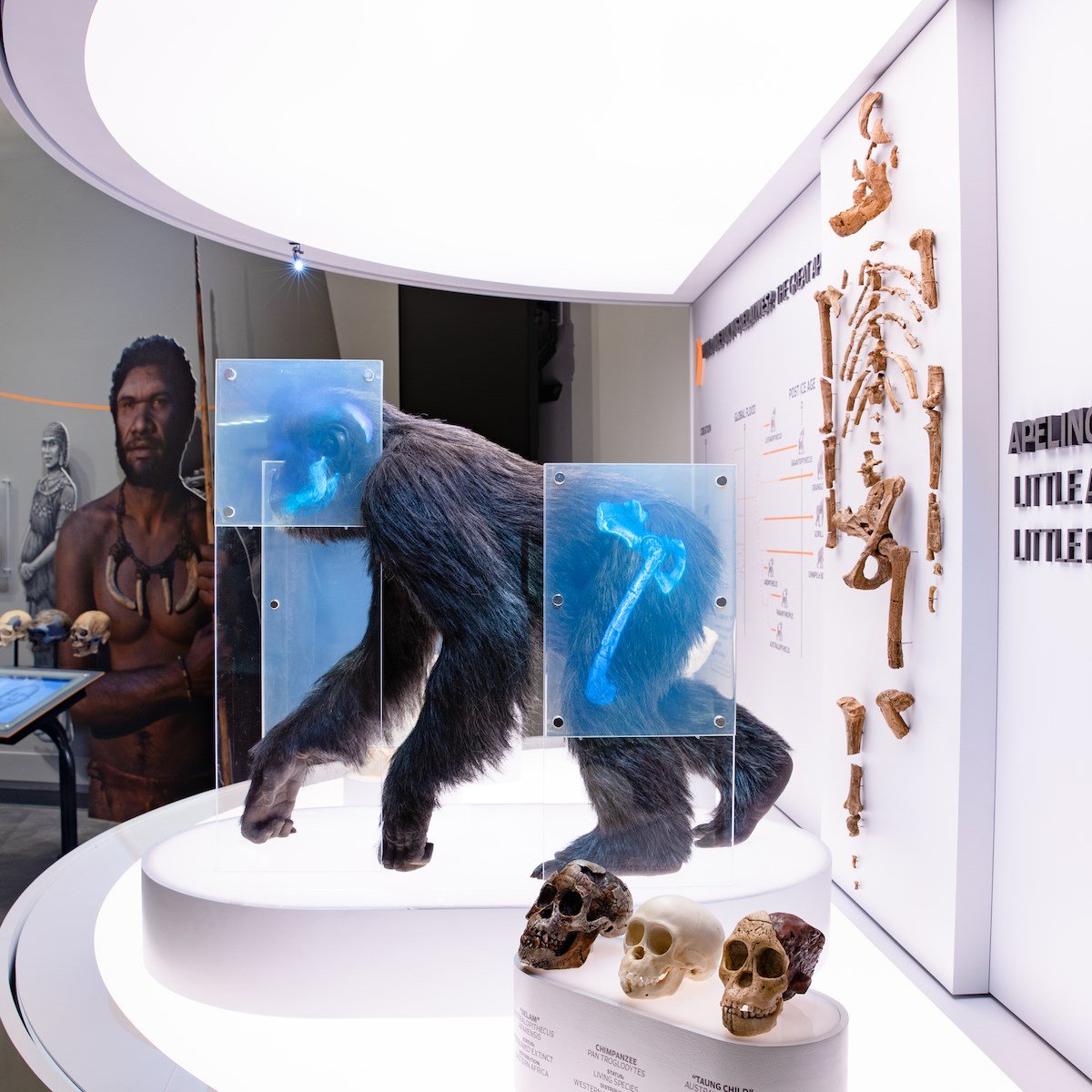 New Ape Exhibit