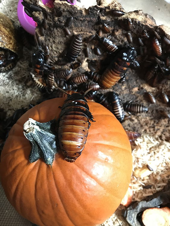 Hissing Cockroaches