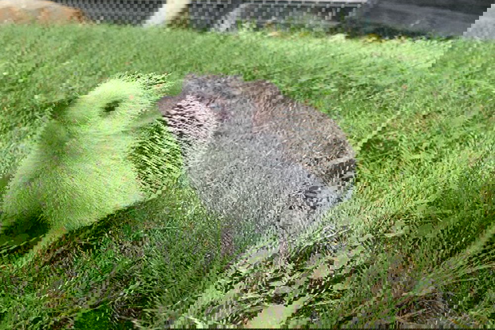 Eden Animal Experience Hedgehog