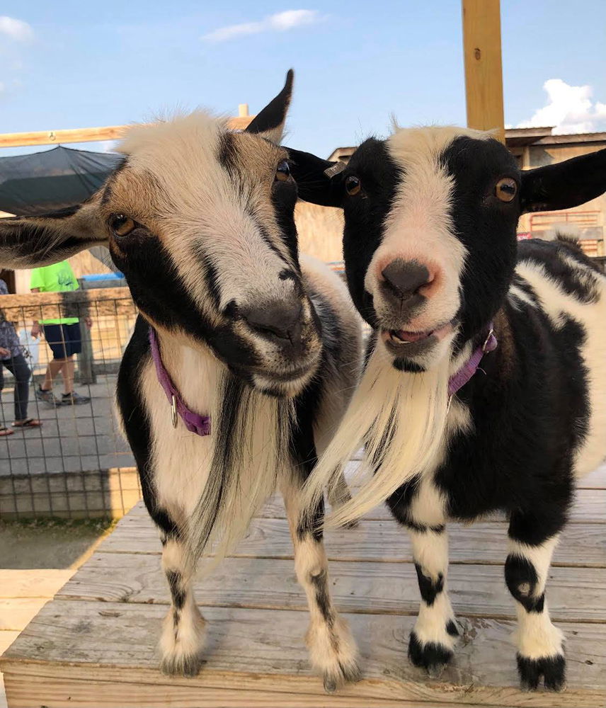 Eden Animal Experience Goats