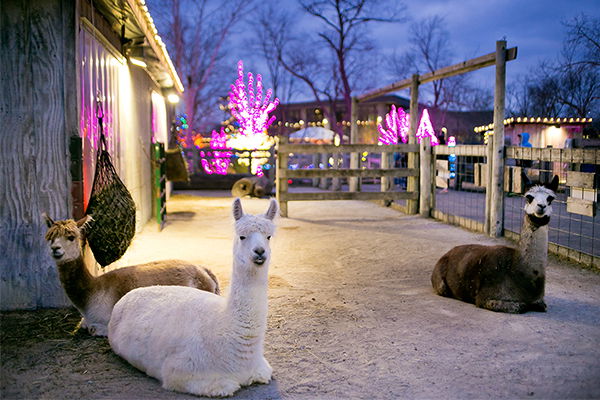 Christmastown Zip Lines