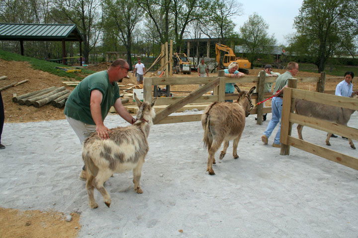 Donkeys Delivered