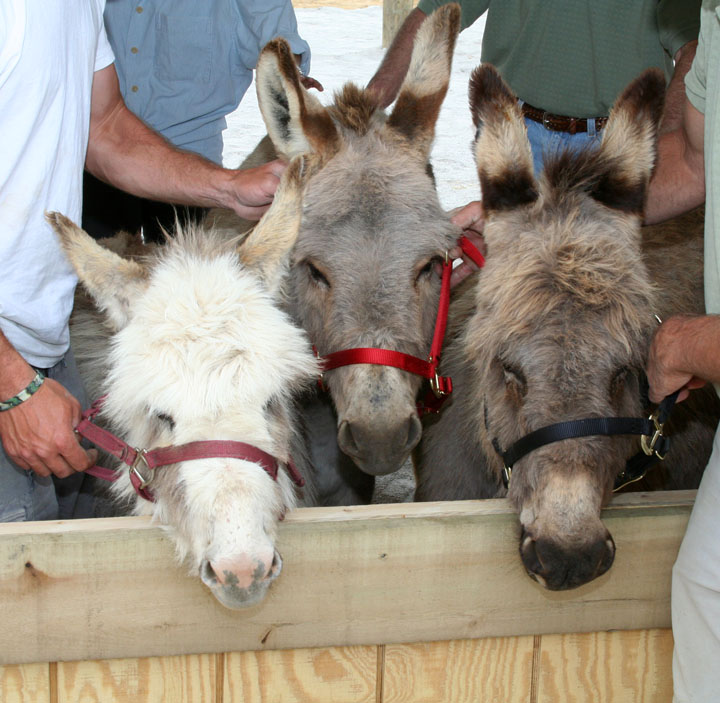 Donkeys Delivered