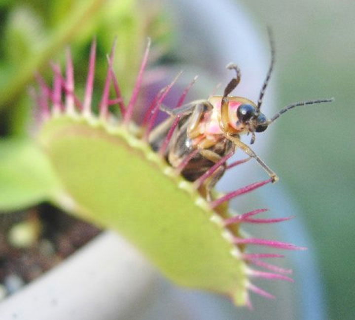 survivors the quest venus fly trap