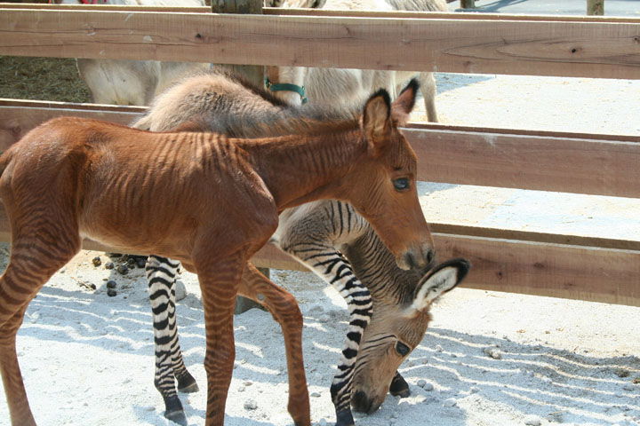 Petting Zoo