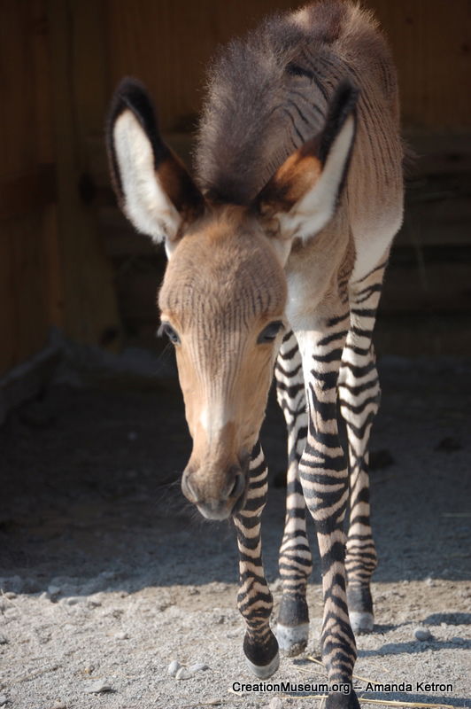 donkey zebra horse