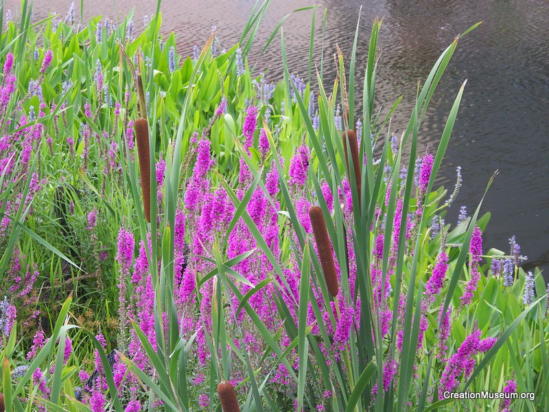 Cattails by the lake