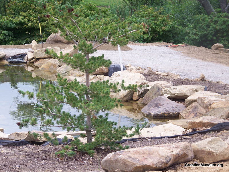 Pond