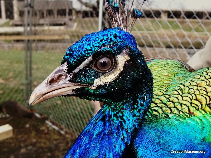 Peacock head, Michael A. Belknap2009