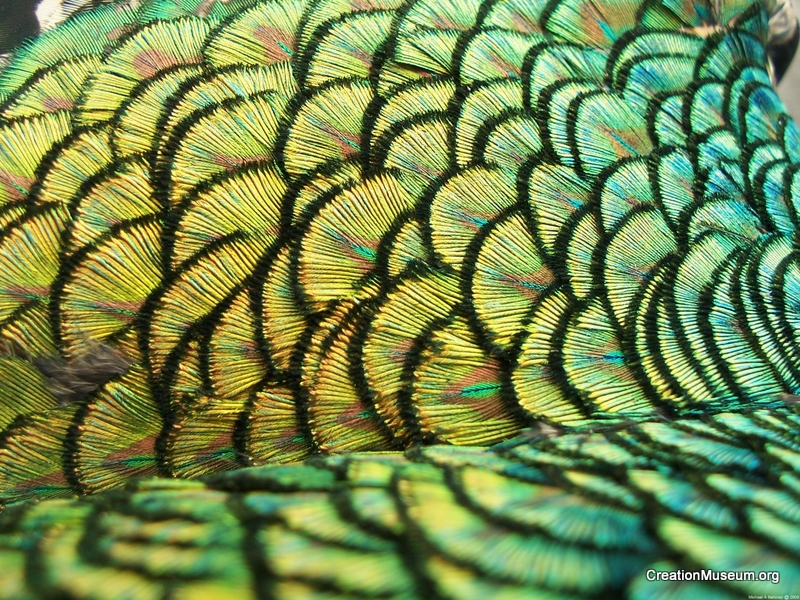 Peacock mantle feathers, Michael A. Belknap2009
