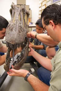 Preparing the allosaur skull fossil
