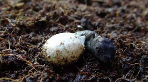 Baby emerging