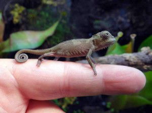 Baby on finger