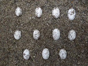 Eggs before hatching