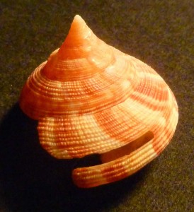 Slit shell
