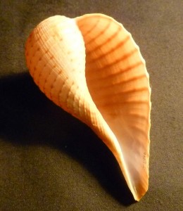 Swollen fig shell