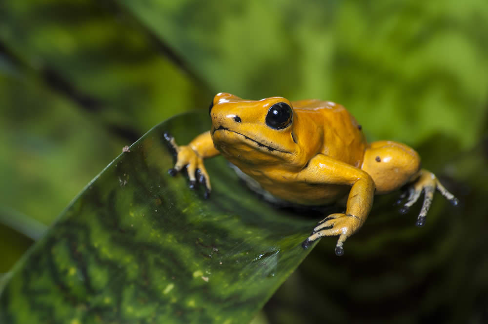 golden poison dart frog eating