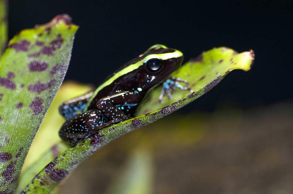 MuseumLife, Baby Poison Dart Frog Tadpole – Florida Museum Blog