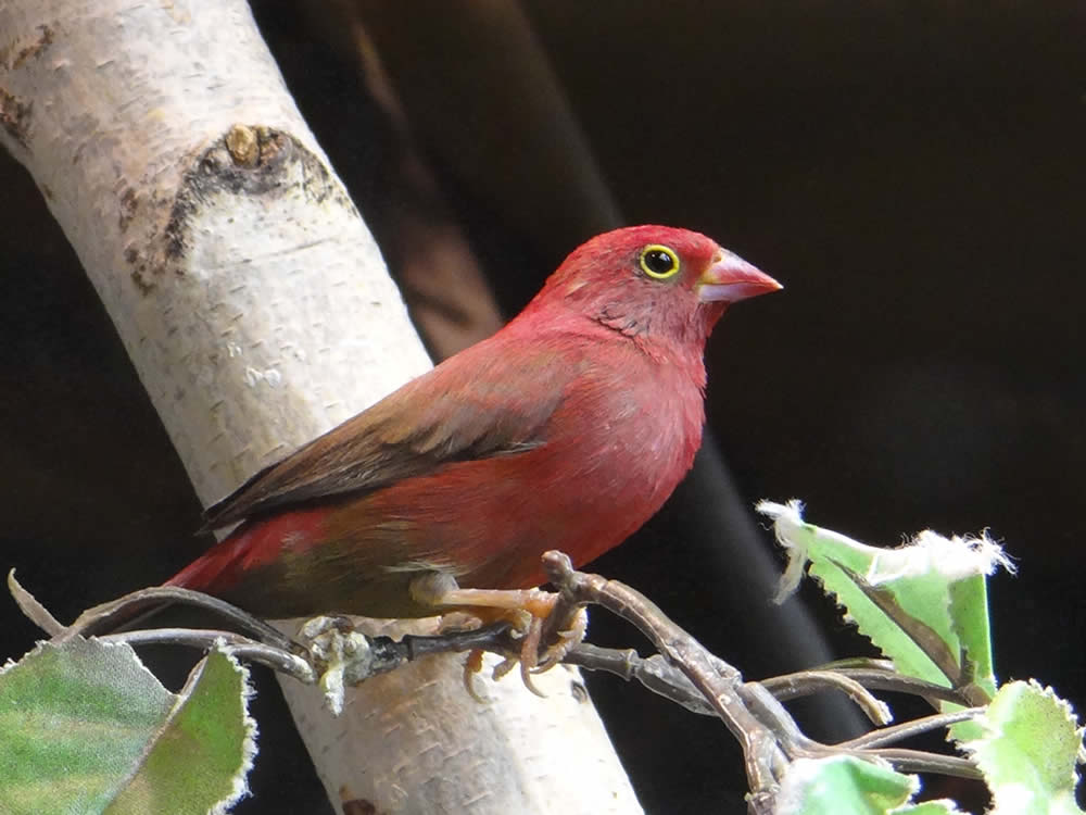 Red-Billed Firefinch