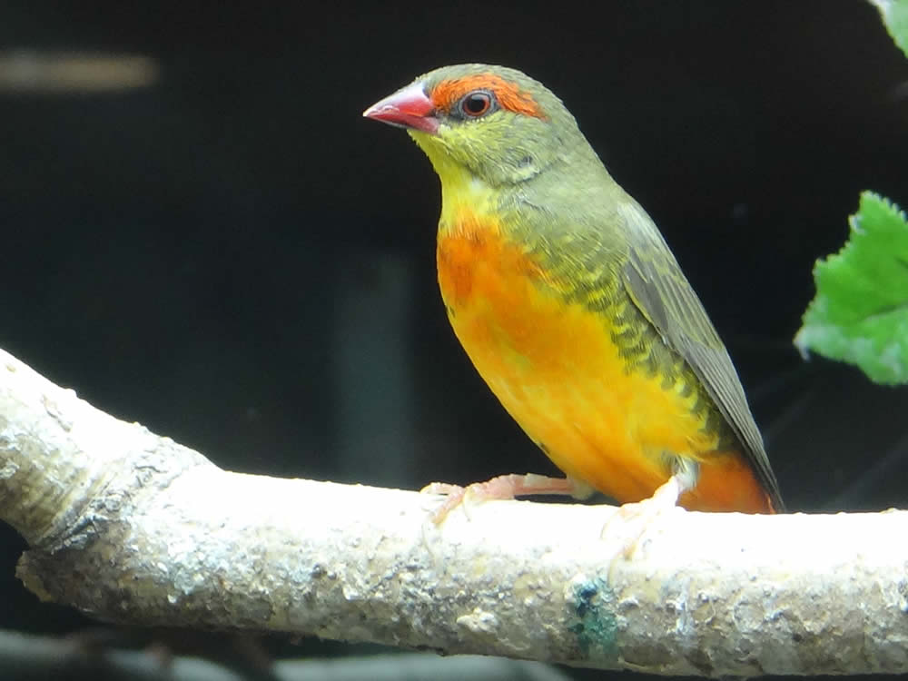Gold-Breasted Waxbill Finch