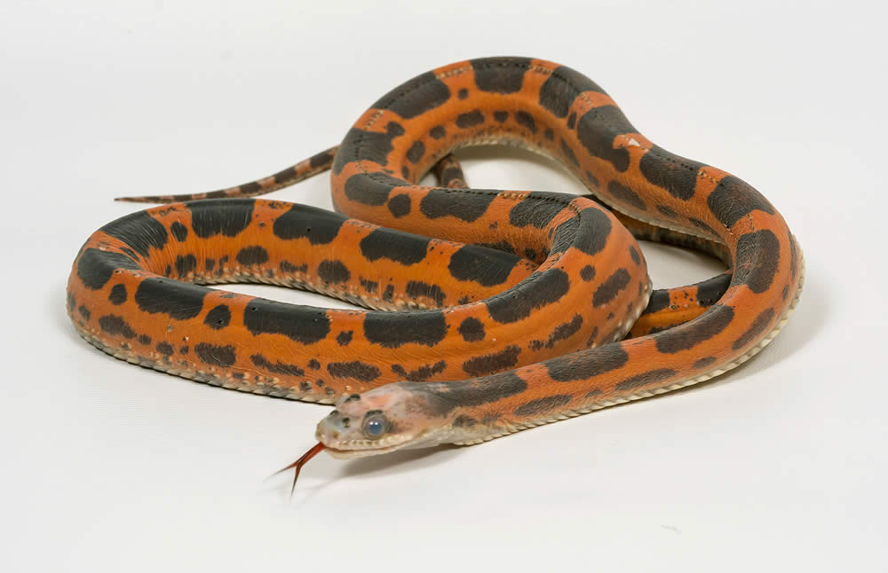 The metallic and blazing orange scales of Fea, the Baird's rat snake :  snakes