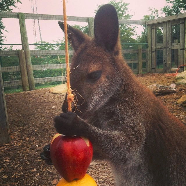 wallaby