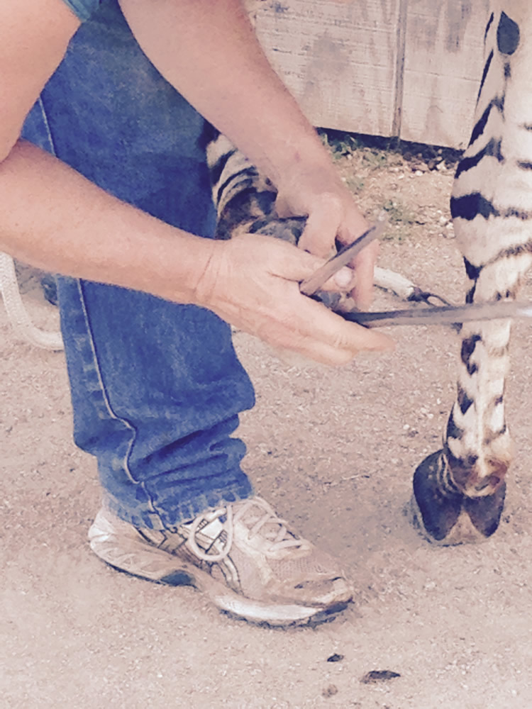 Equine Foot Care