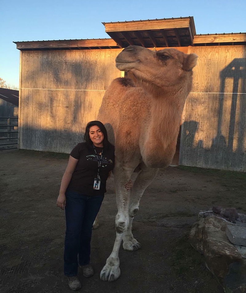 Do Camels Store Water In Their Humps Creation Museum