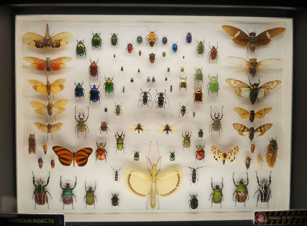 Insectorium