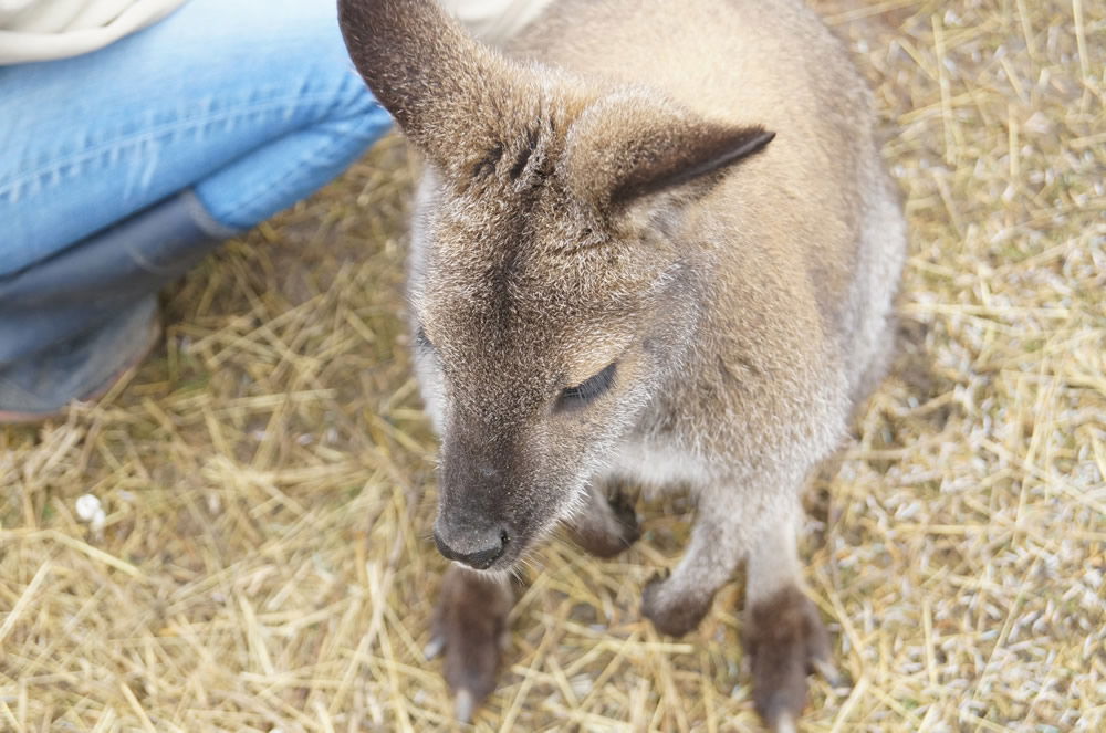 Did the Petting Zoo Animals See Their Shadows? | Creation ...