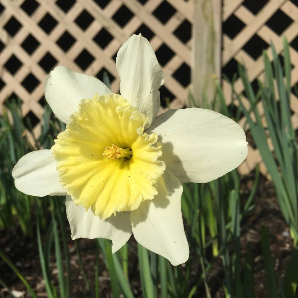 Daffodil