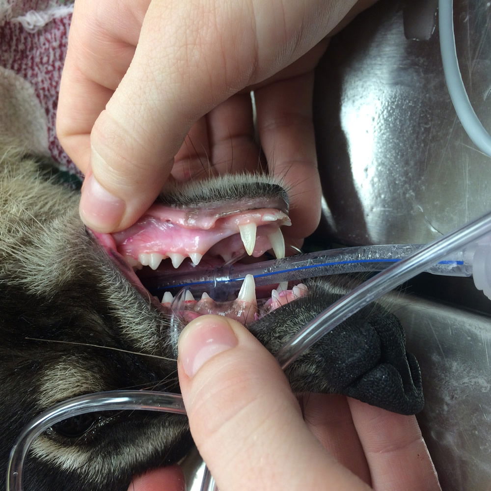 Coati Teeth Clean