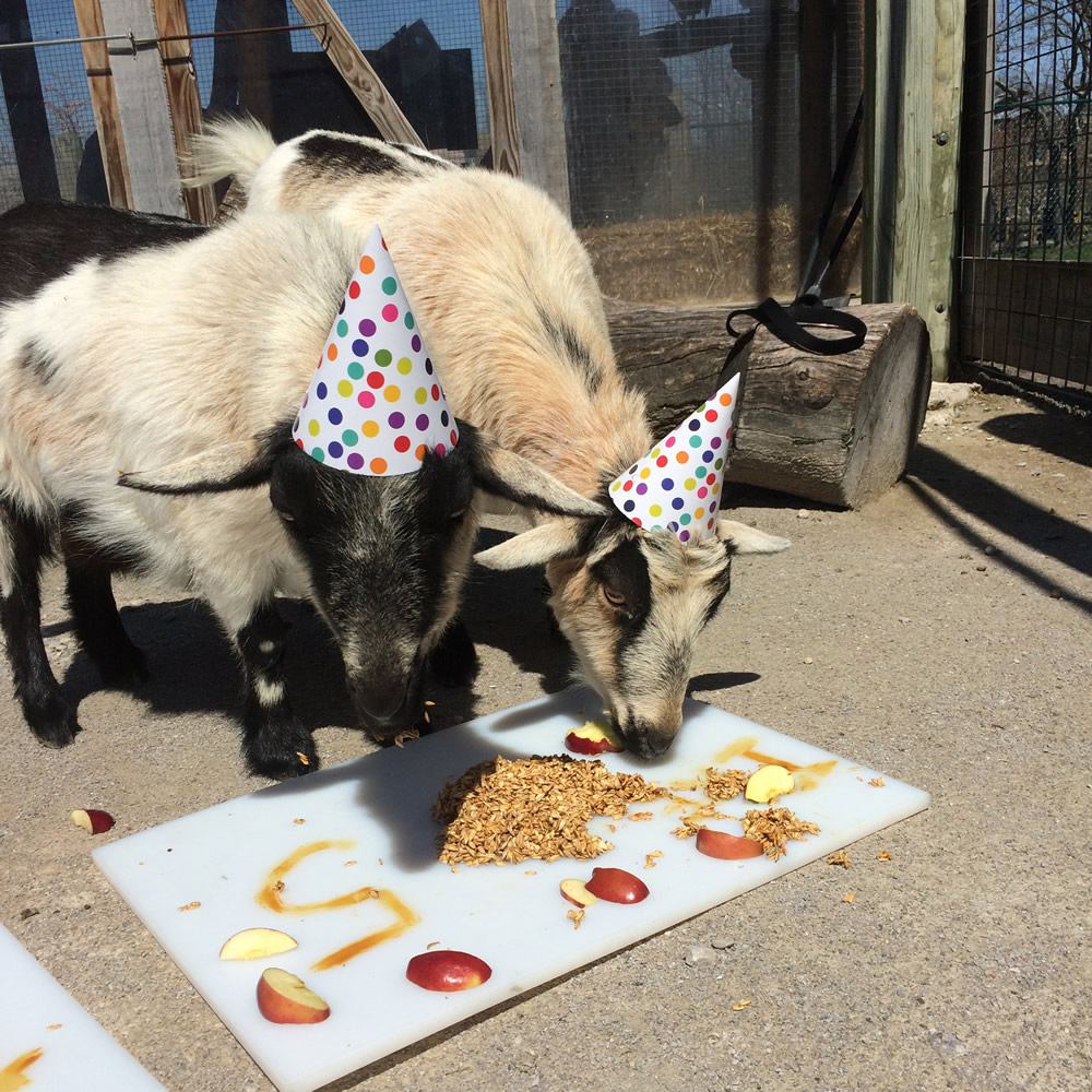Goat Birthday