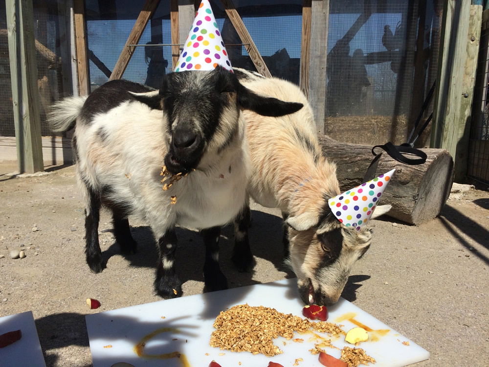 Goat Birthday