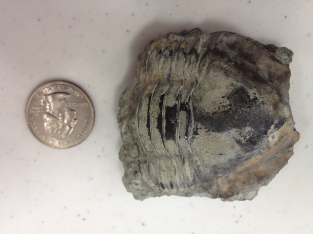 Trilobite and Coin