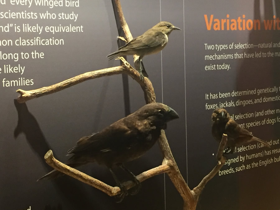 Finch Exhibit at Creation Museum