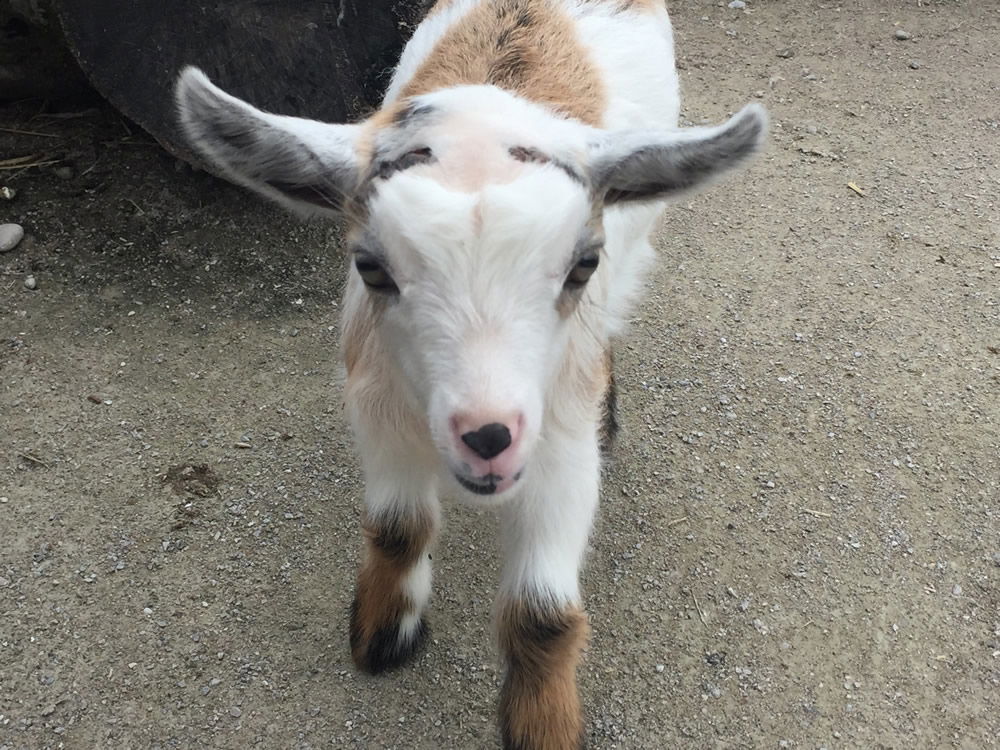 baby pygmy goat jumping