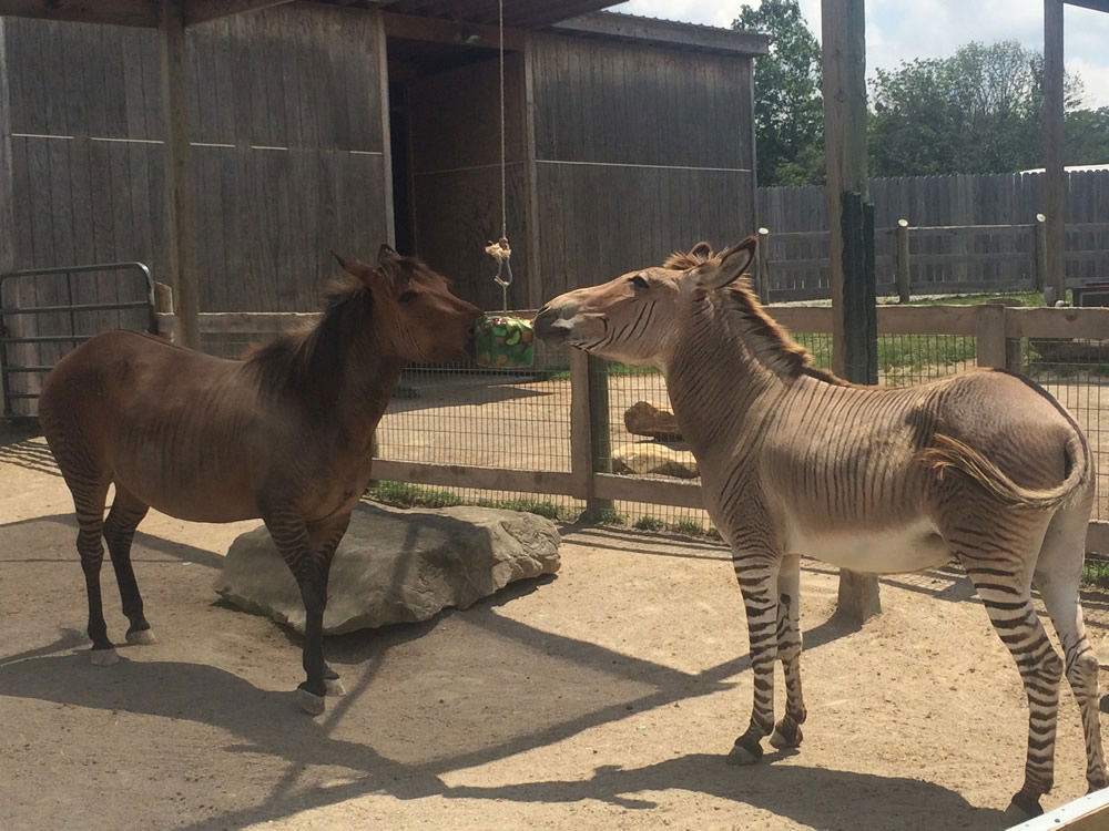 Popsicles for Animals