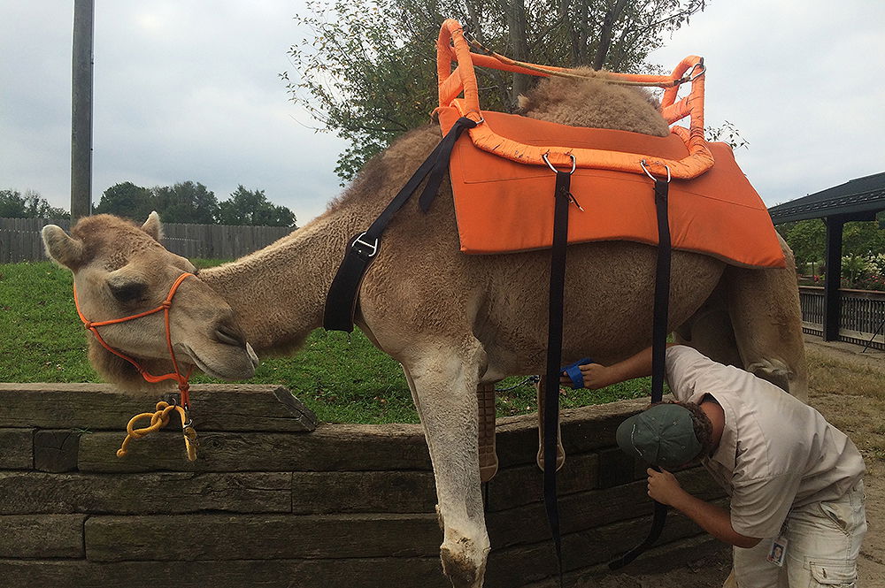 Seven Steps to Get Camels Ready for Rides | Creation Museum