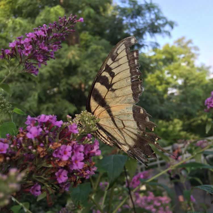 Butterfly near Flower