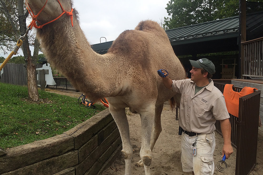 Brushing Down Camel