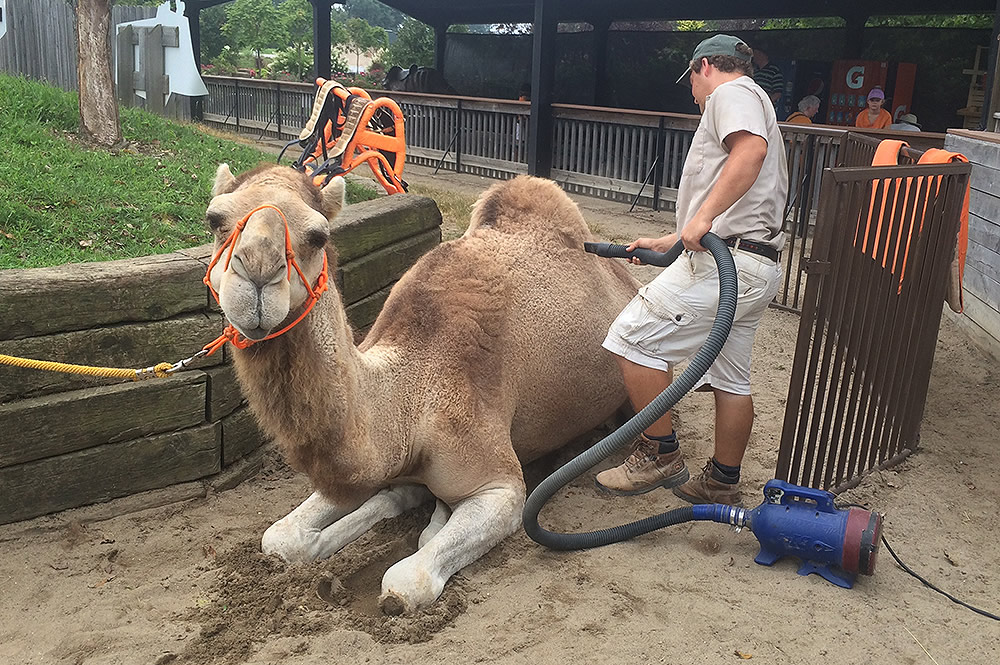 Blowing Dry a Camel
