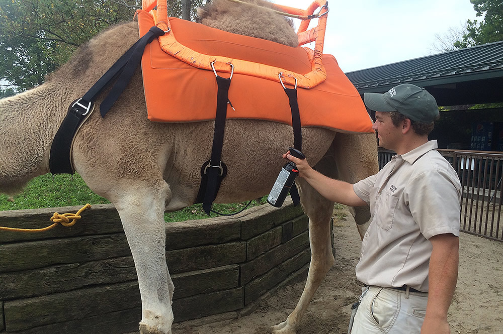Applying Fly Spray to Camel