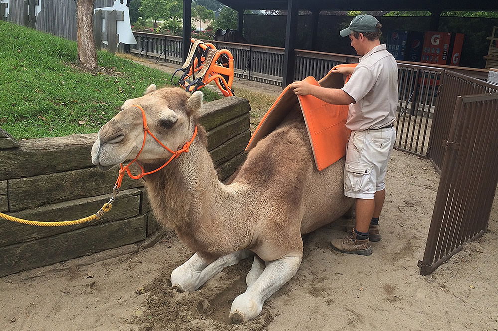 Seven Steps to Get Camels Ready for Rides | Creation Museum