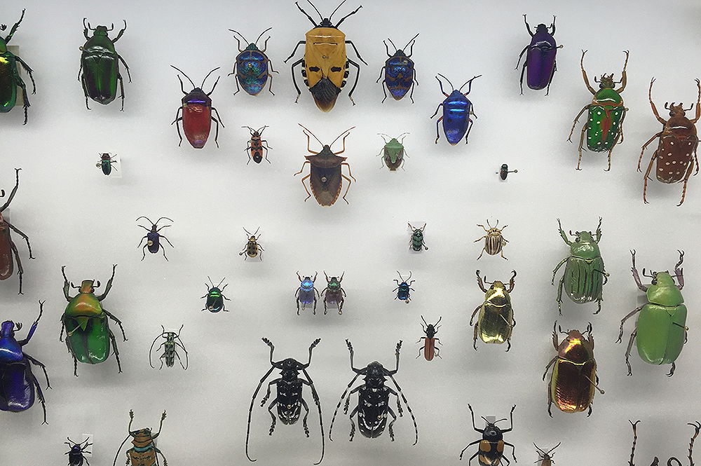 Colorful Bugs