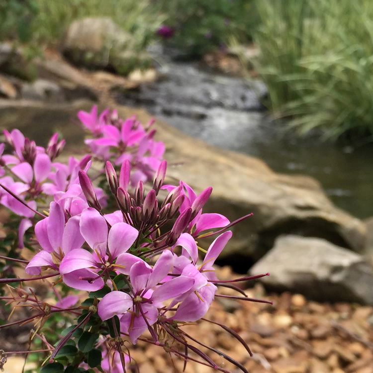 Flower Water