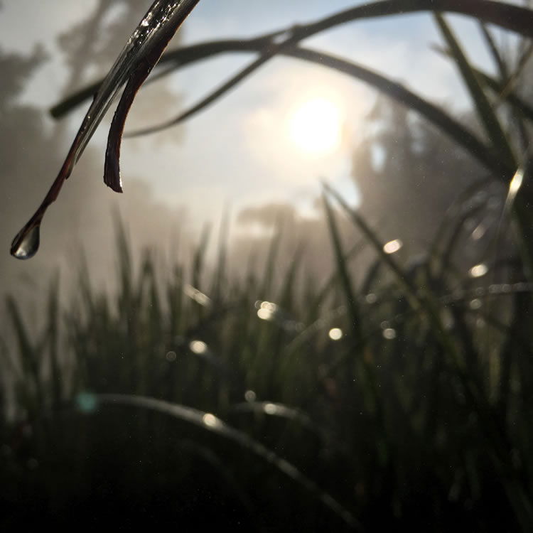 Morning Dew