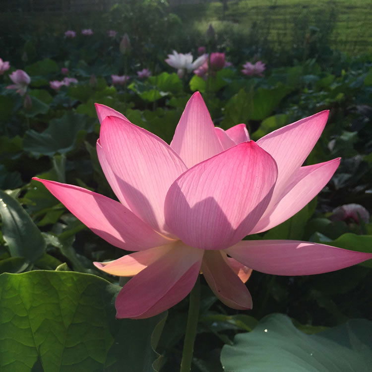 Pink Flowers