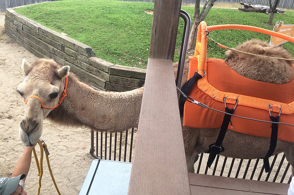 Getting Camel Ready for a Ride
